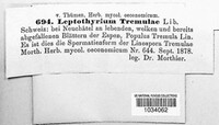 Leptothyrium tremulae image